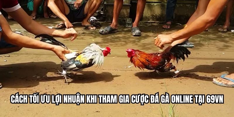 Cách tối ưu lợi nhuận khi tham gia cược đá gà online tại RED88