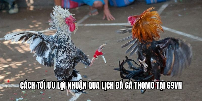 Cách tối ưu lợi nhuận qua lịch đá gà Thomo tại RED88