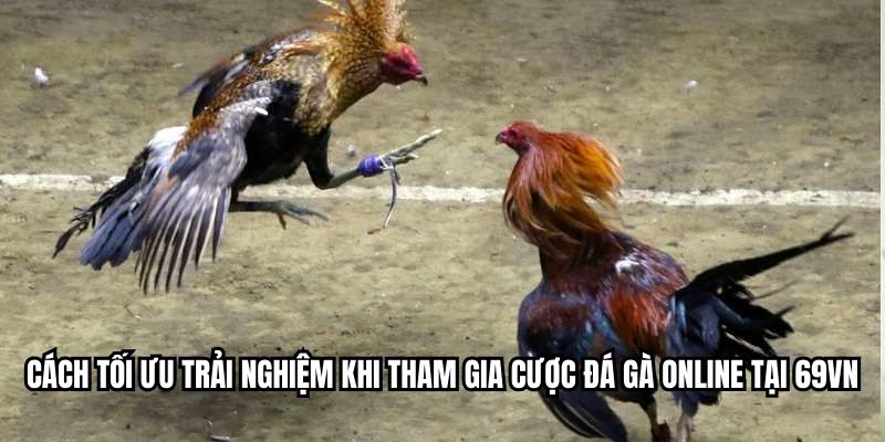 Cách tối ưu trải nghiệm khi tham gia cược đá gà online tại RED88