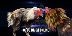 Cược Đá Gà Online