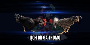 Lịch Đá Gà Thomo