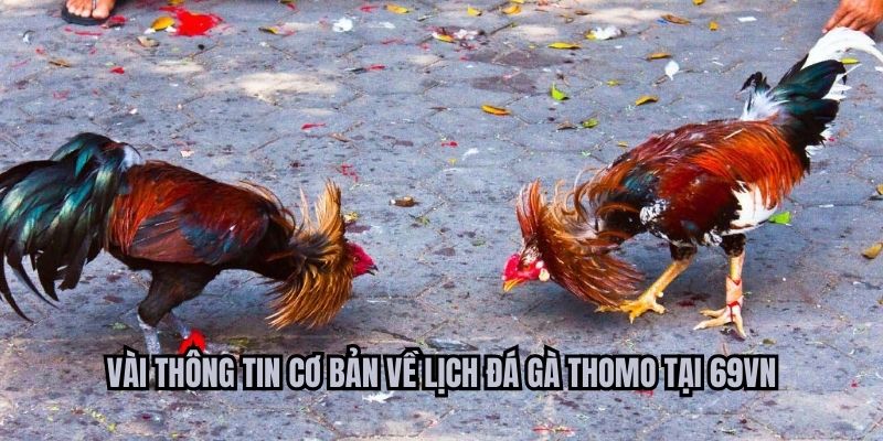Vài thông tin cơ bản về lịch đá gà Thomo tại RED88
