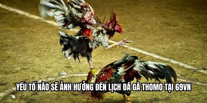 Yếu tố nào sẽ ảnh hưởng đến lịch đá gà Thomo tại RED88